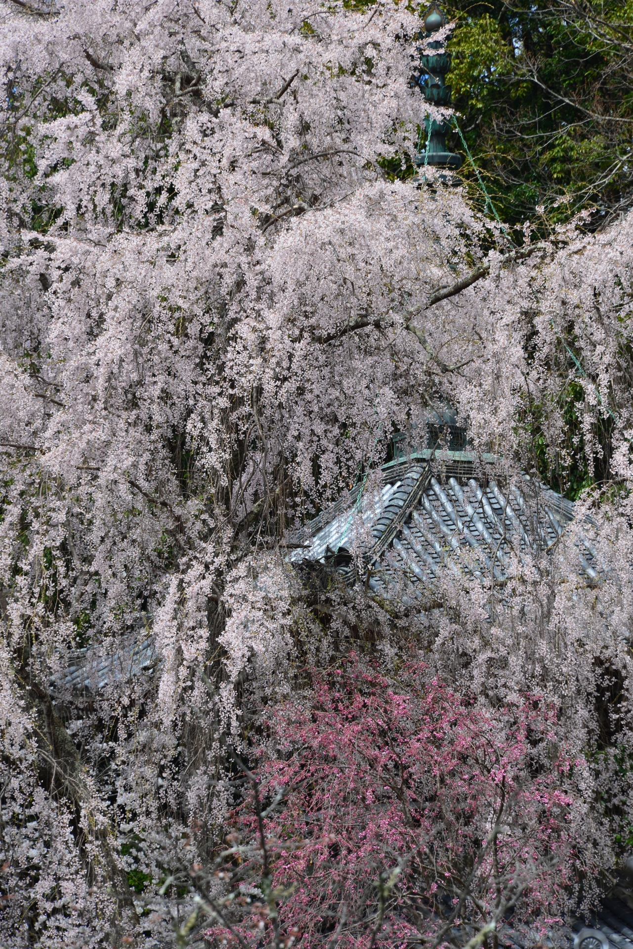花咲くみやこ路　⑧吉野千本桜その３ 吉野水分神社と如意輪寺